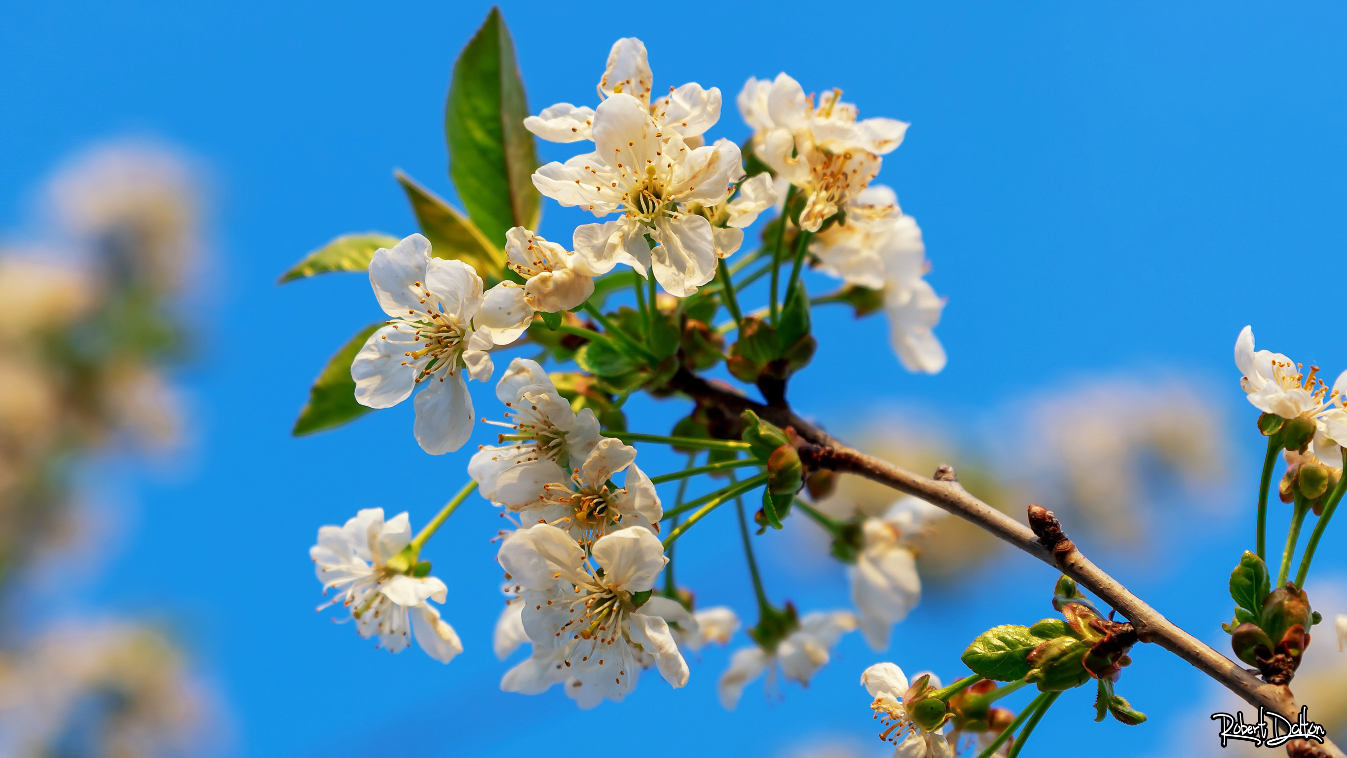 Zeichen des Frühlings