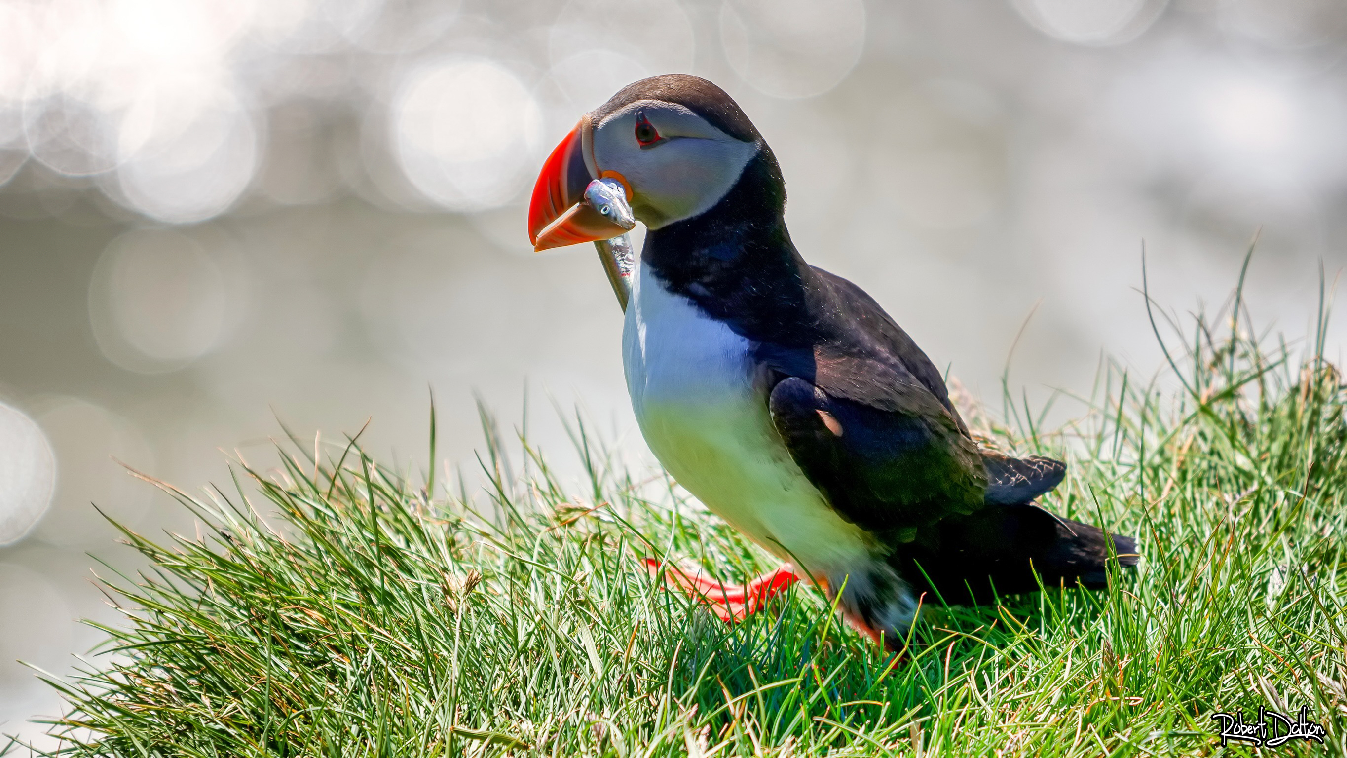 Atlantischer Papageientaucher