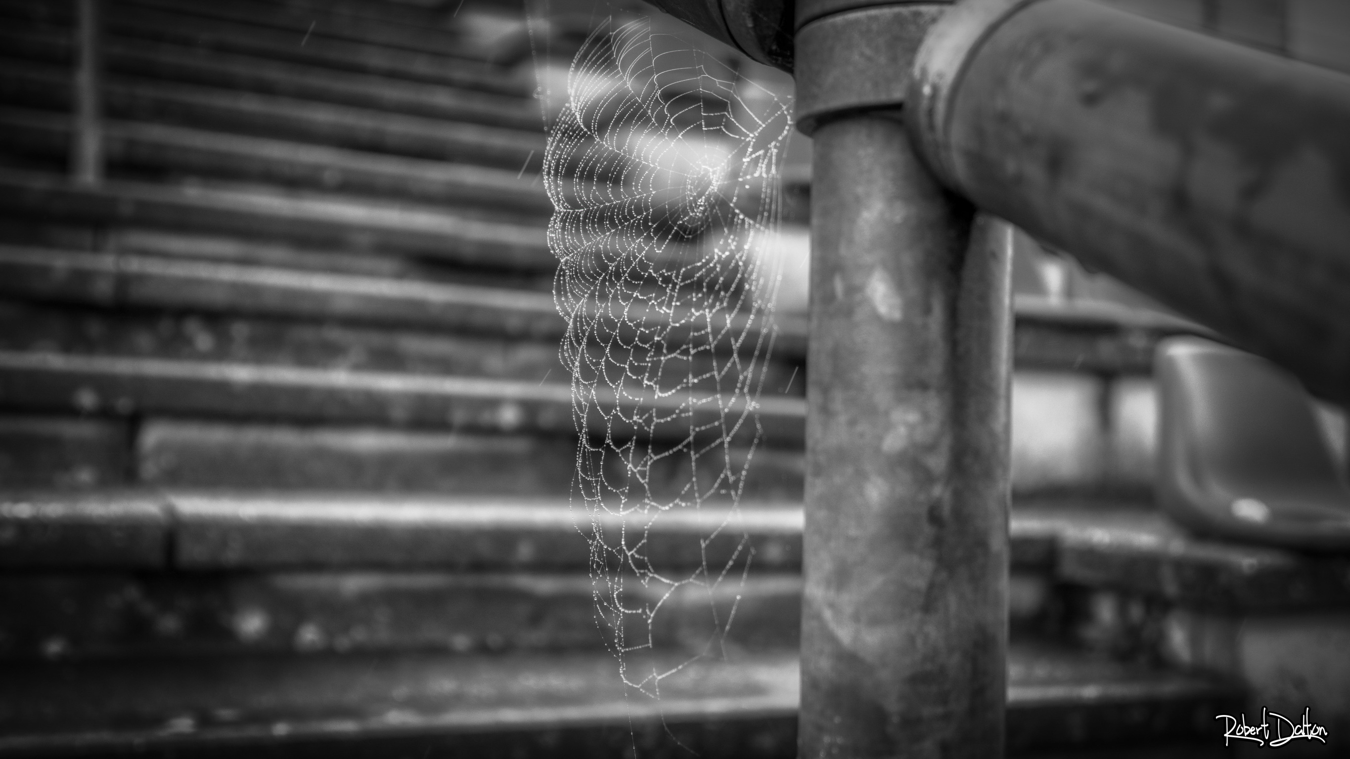Nasses Spinnennetz