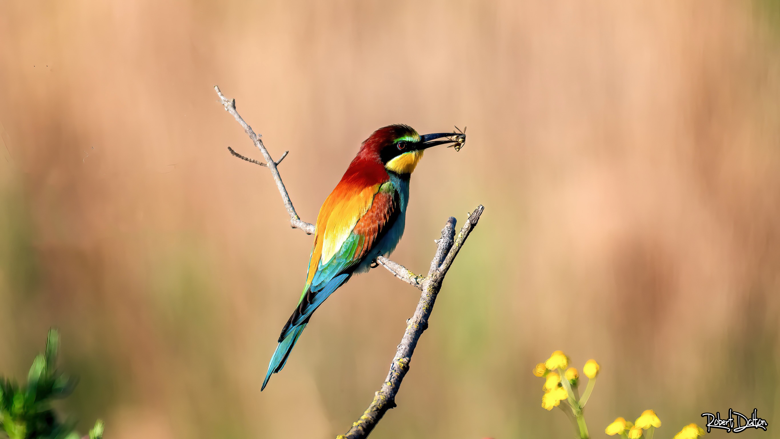 Freude an den Blumen