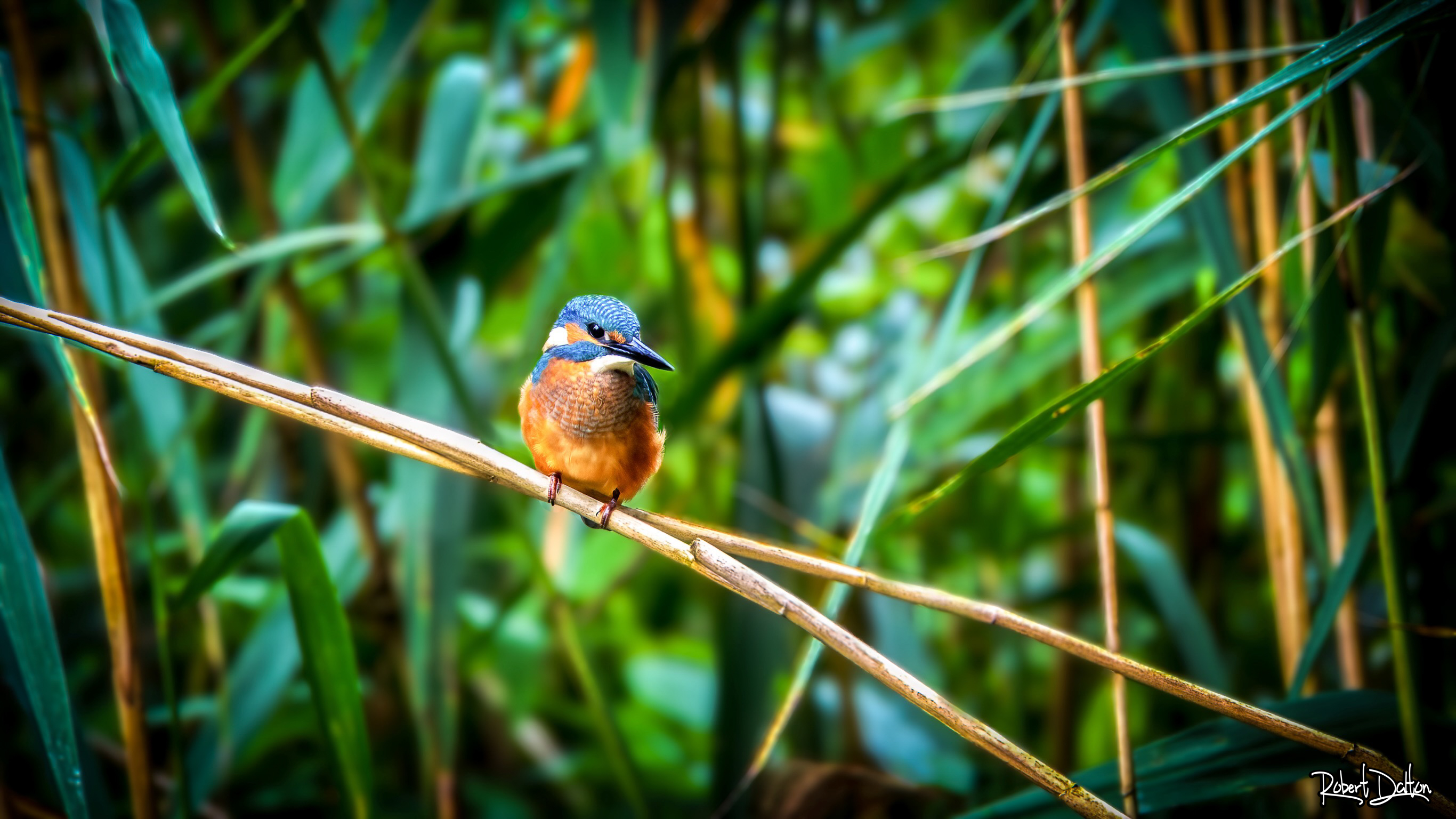 Willkommen im Dschungel