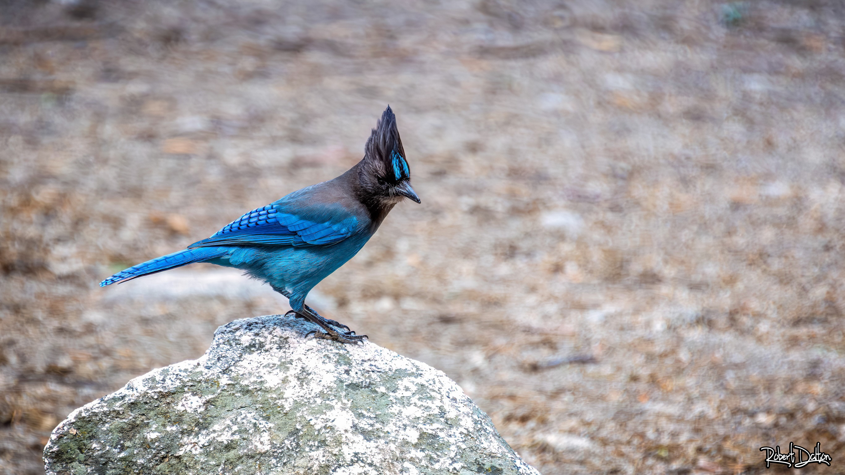 Eichelhäher (Männlich)