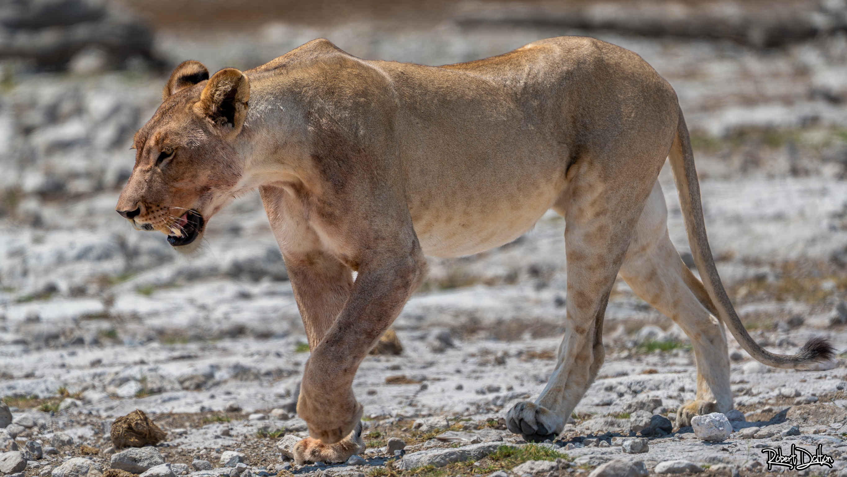 Afrikanischer Löwen