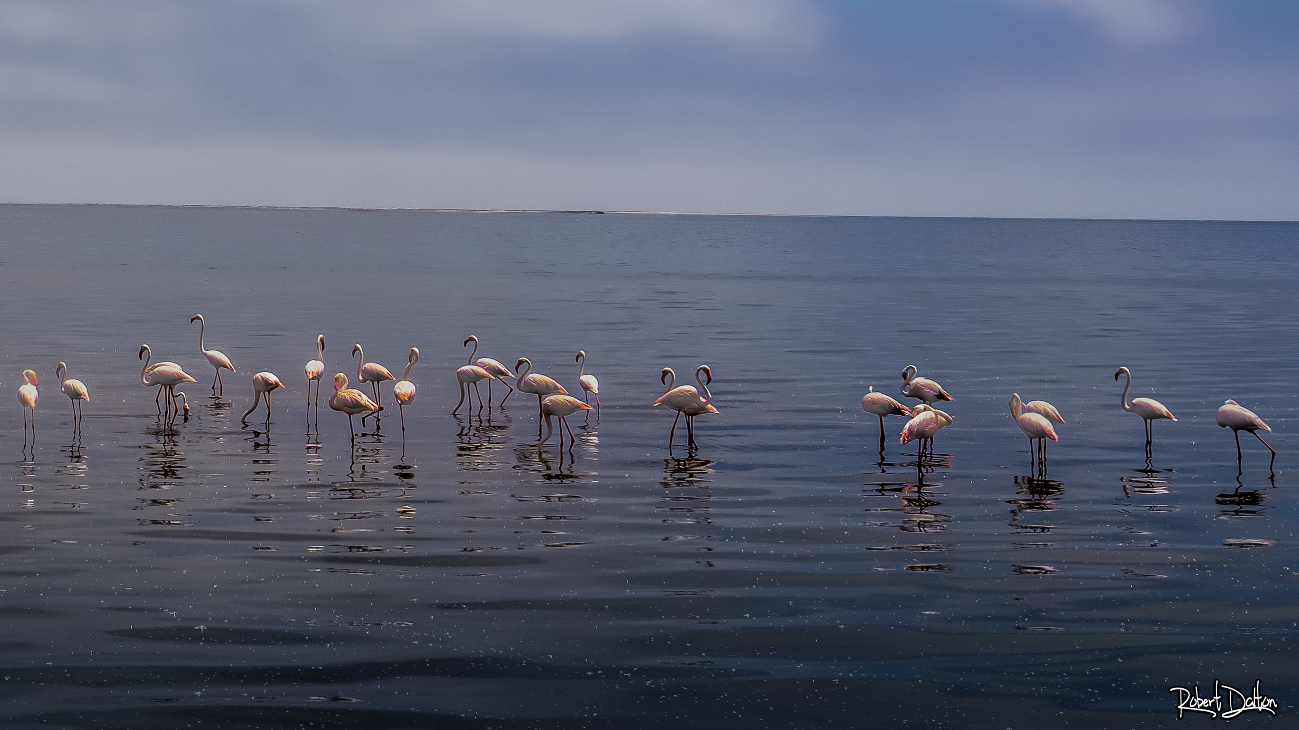 Flamingos