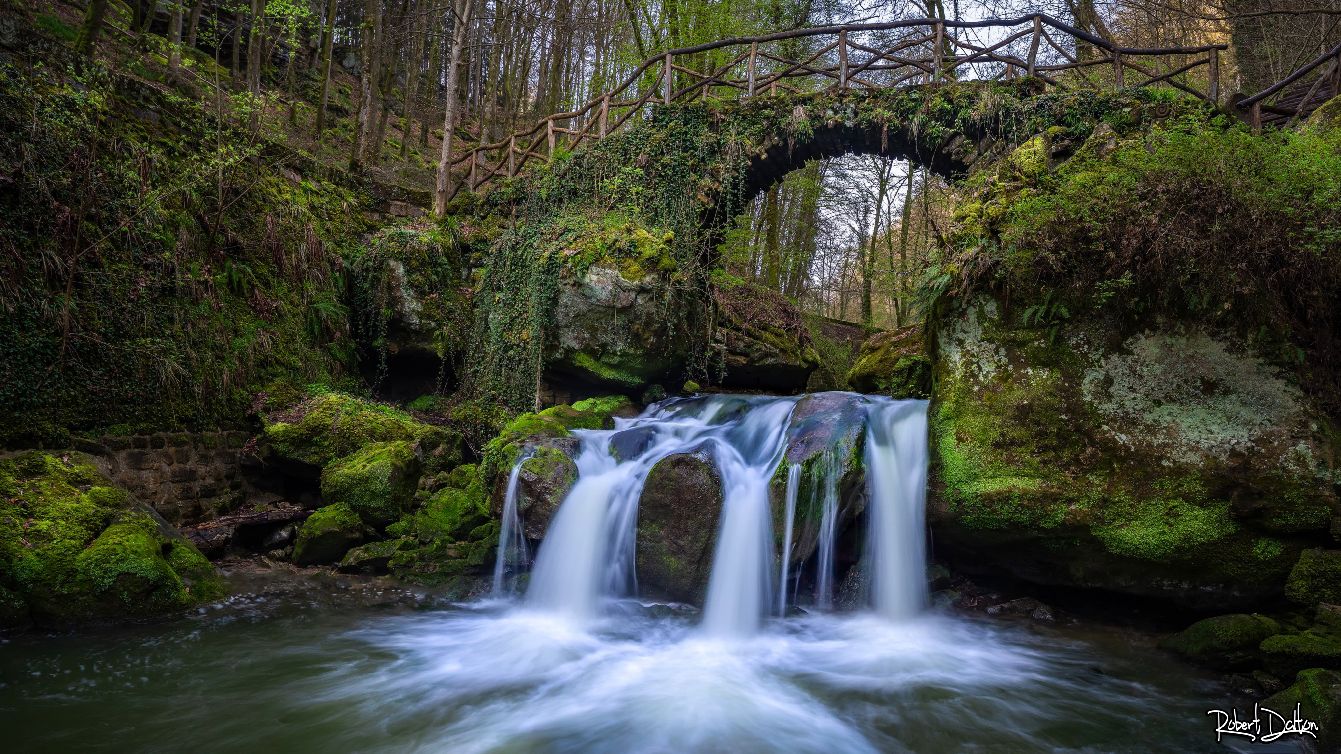 Märchenhafter Wald