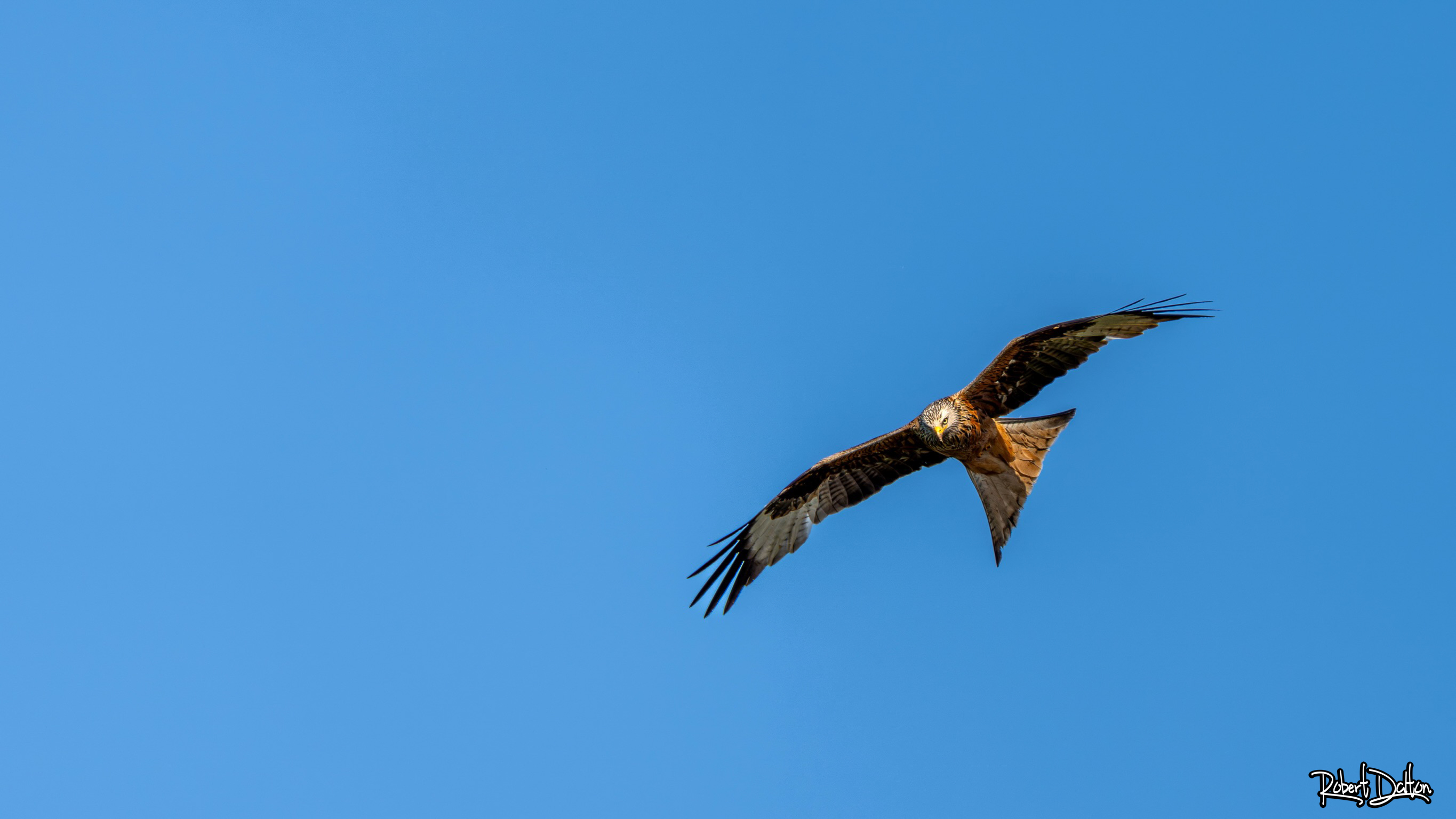 Rotmilan vor der Haustür