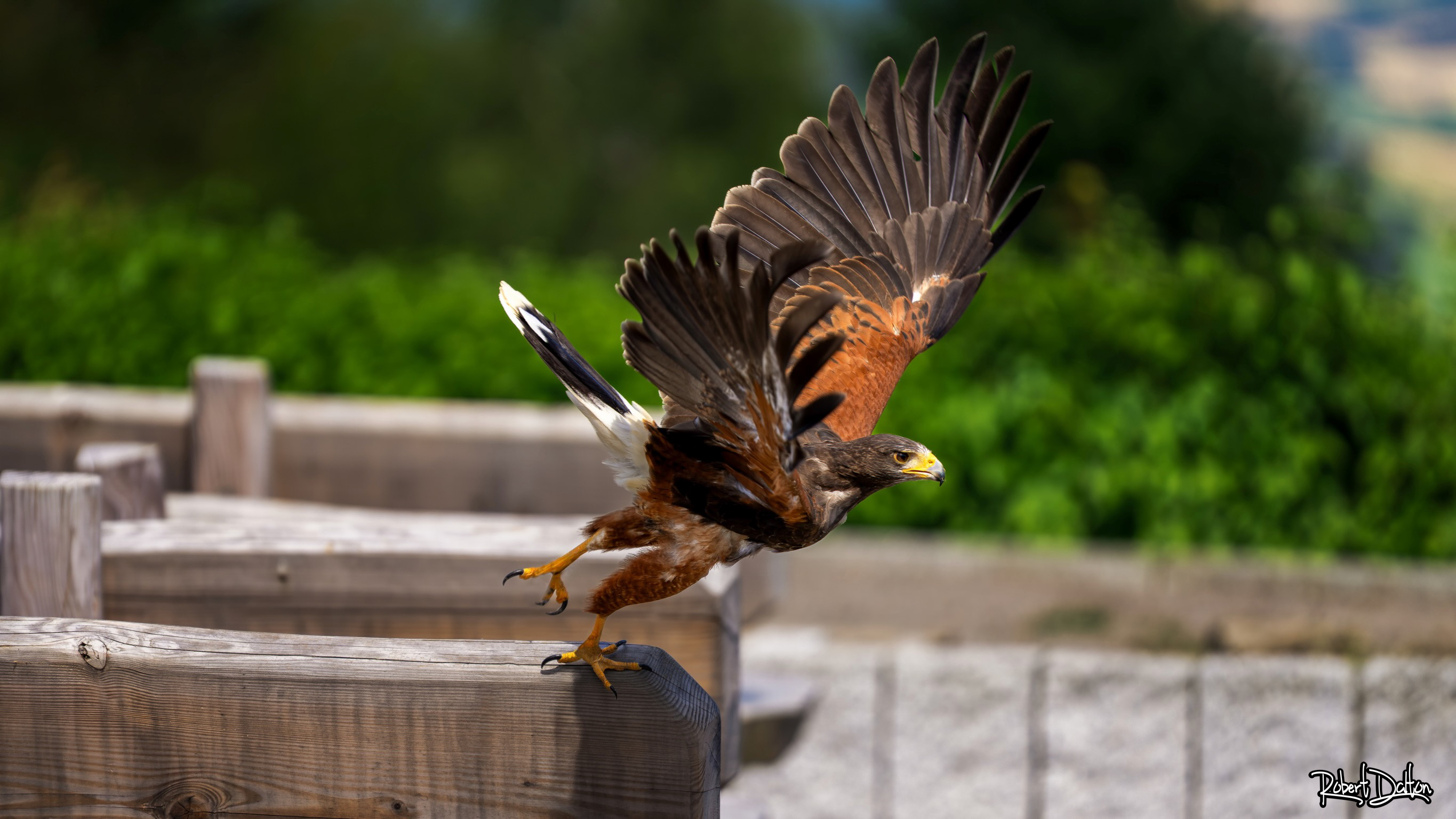 Harris Hawk