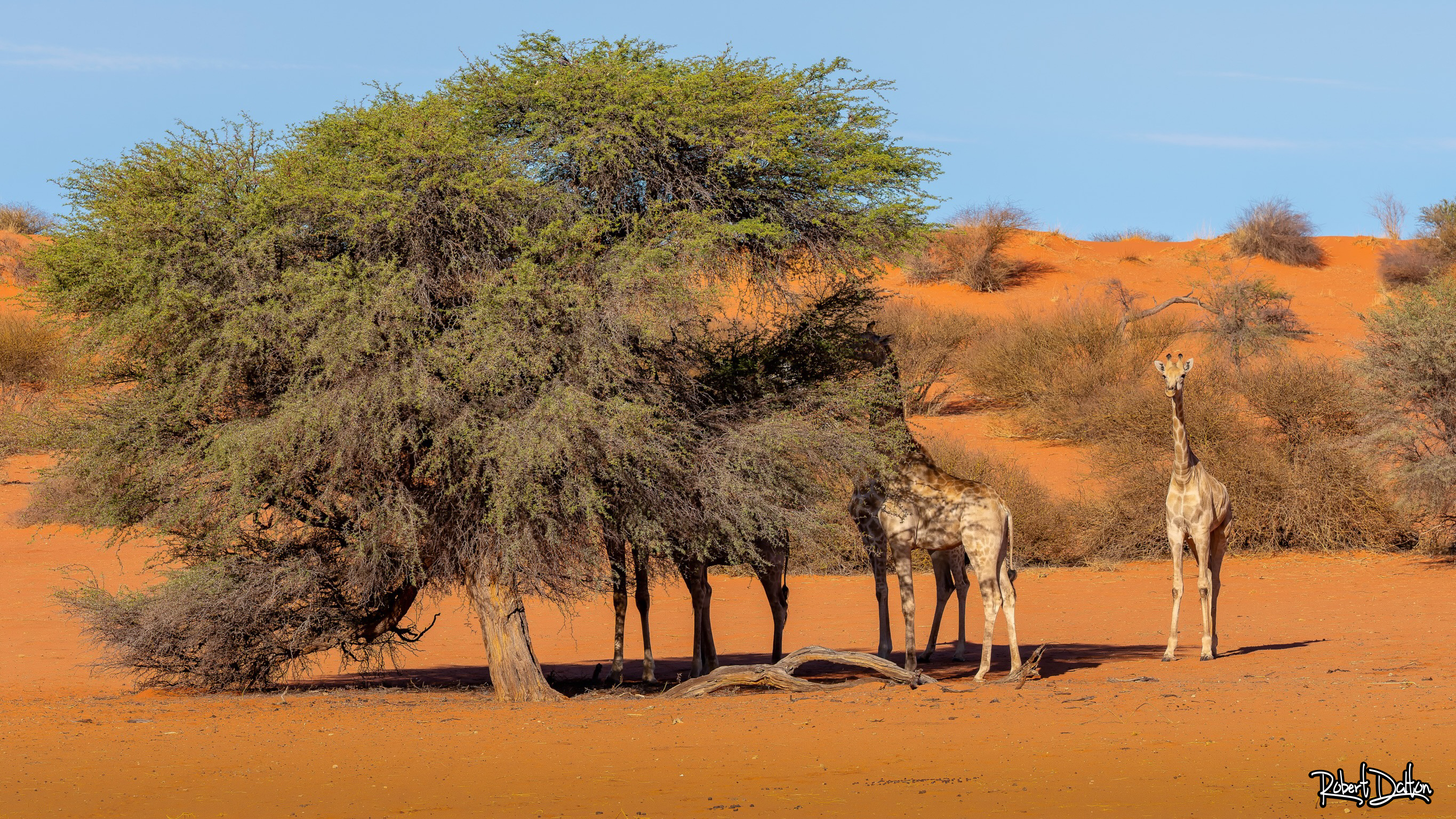 Ich sehe euch alle...