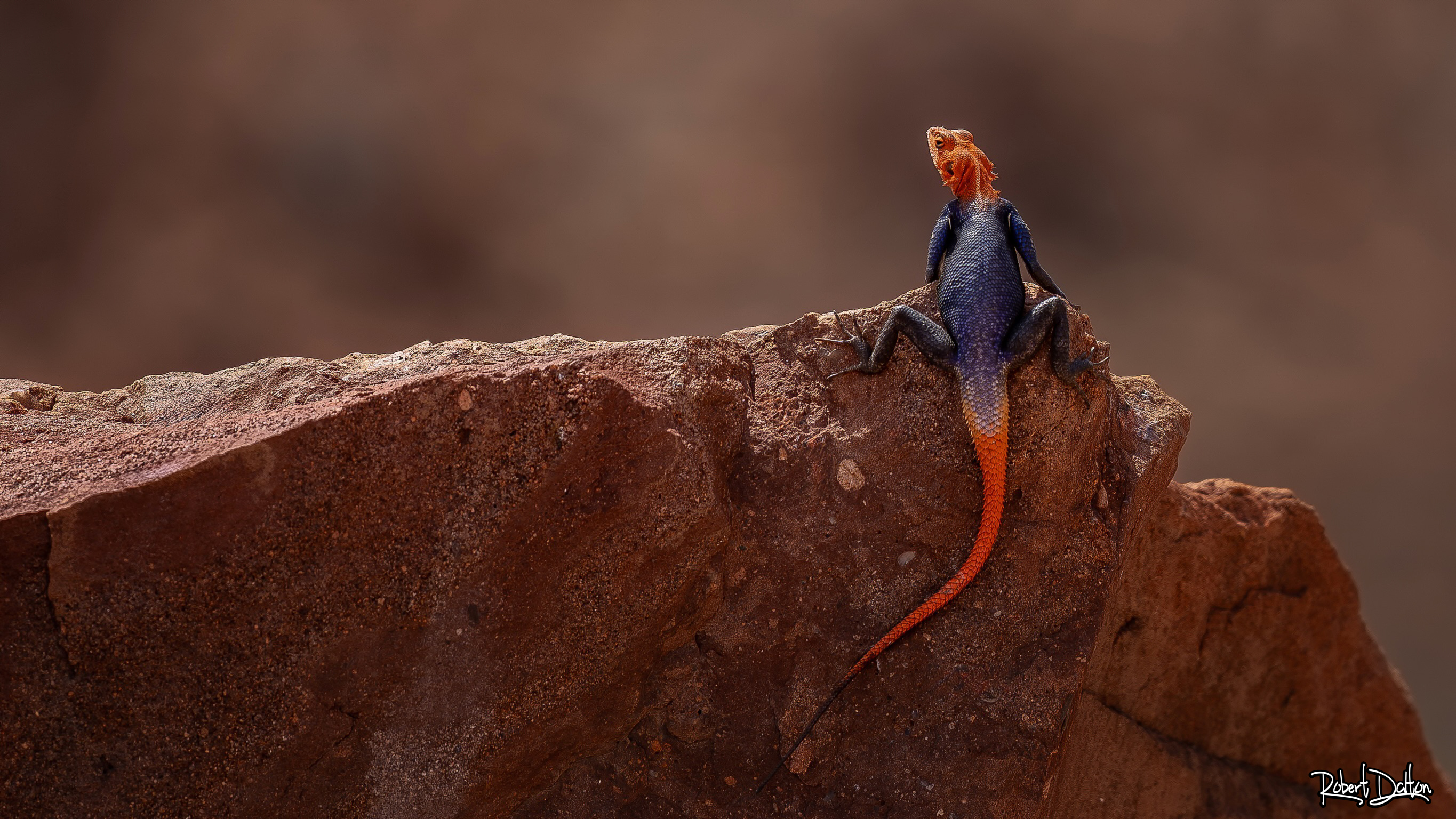 Agama planiceps