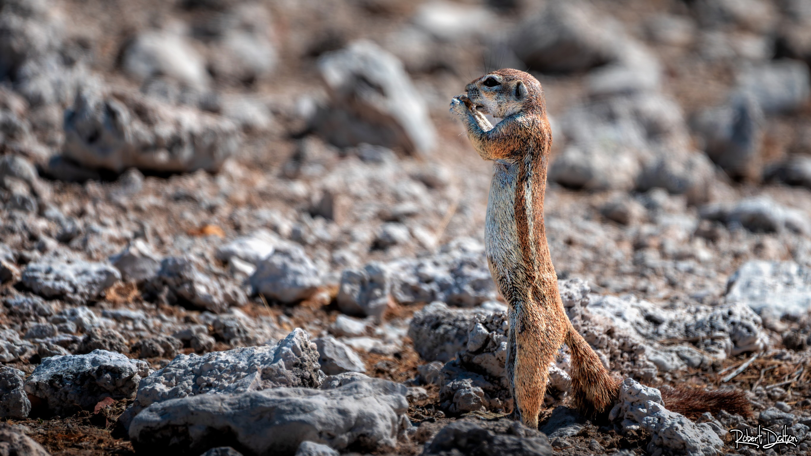 Lustiges Erdhörnchen