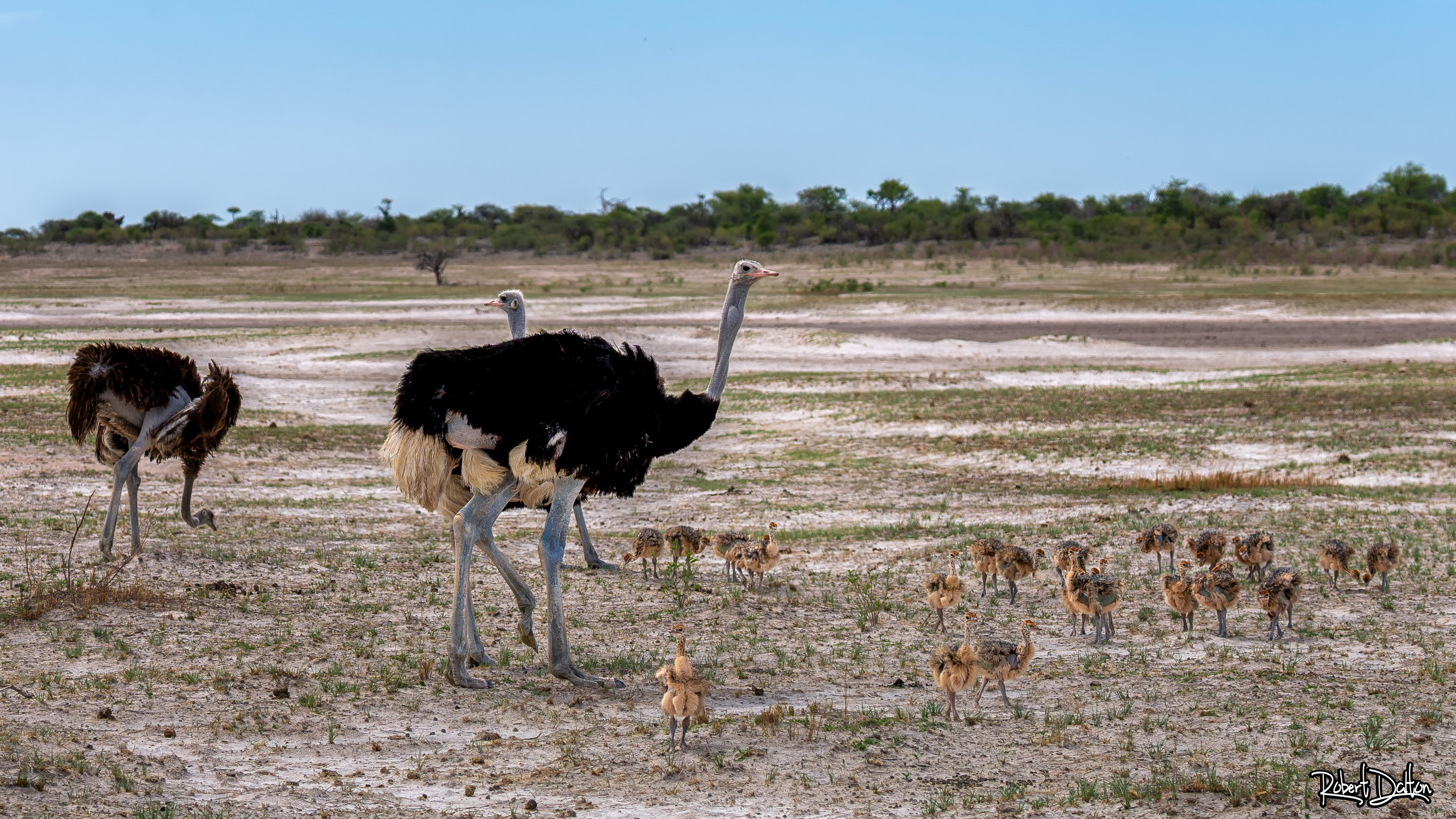 Eine Straußenfamilie