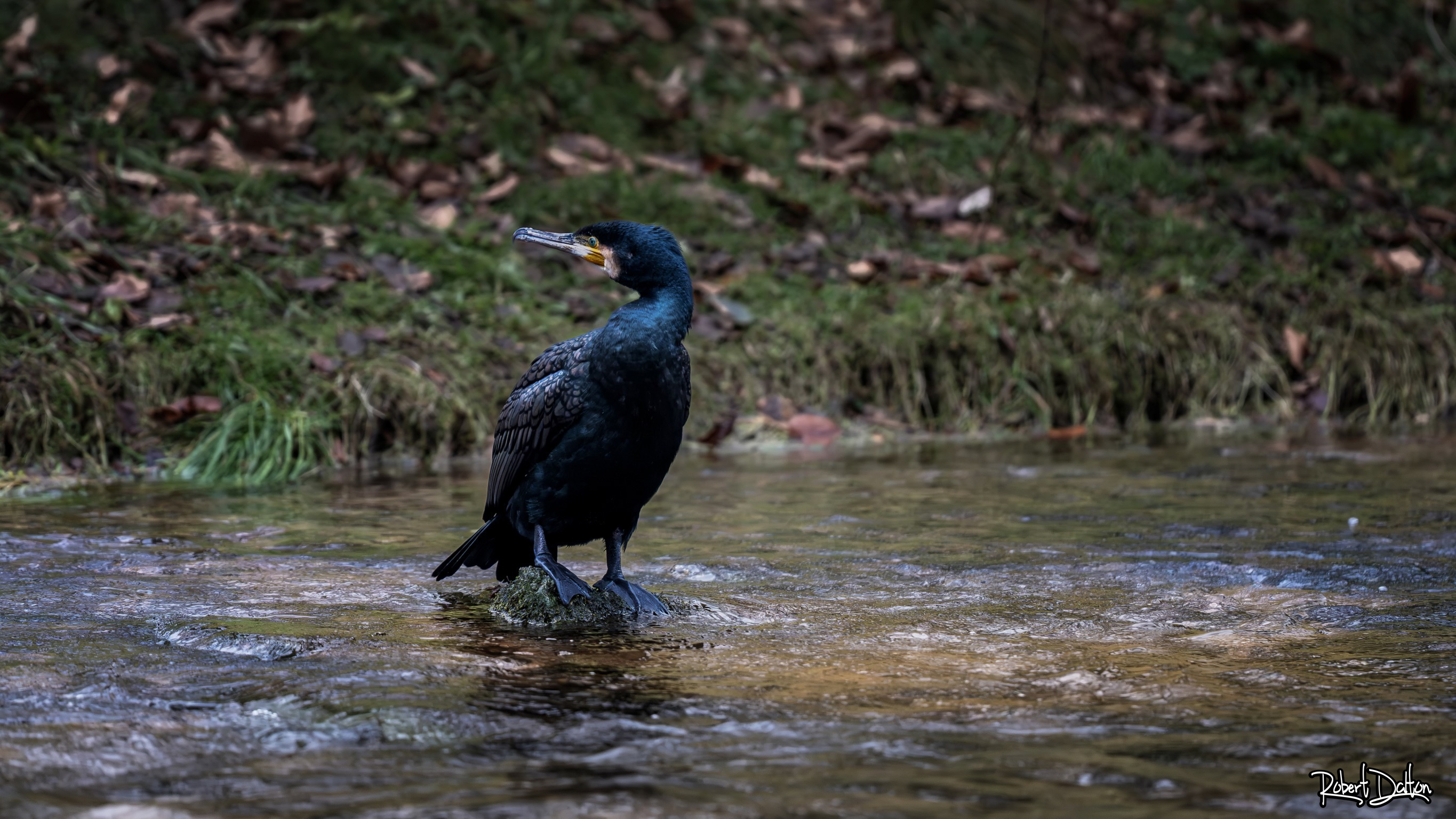 Kormoran