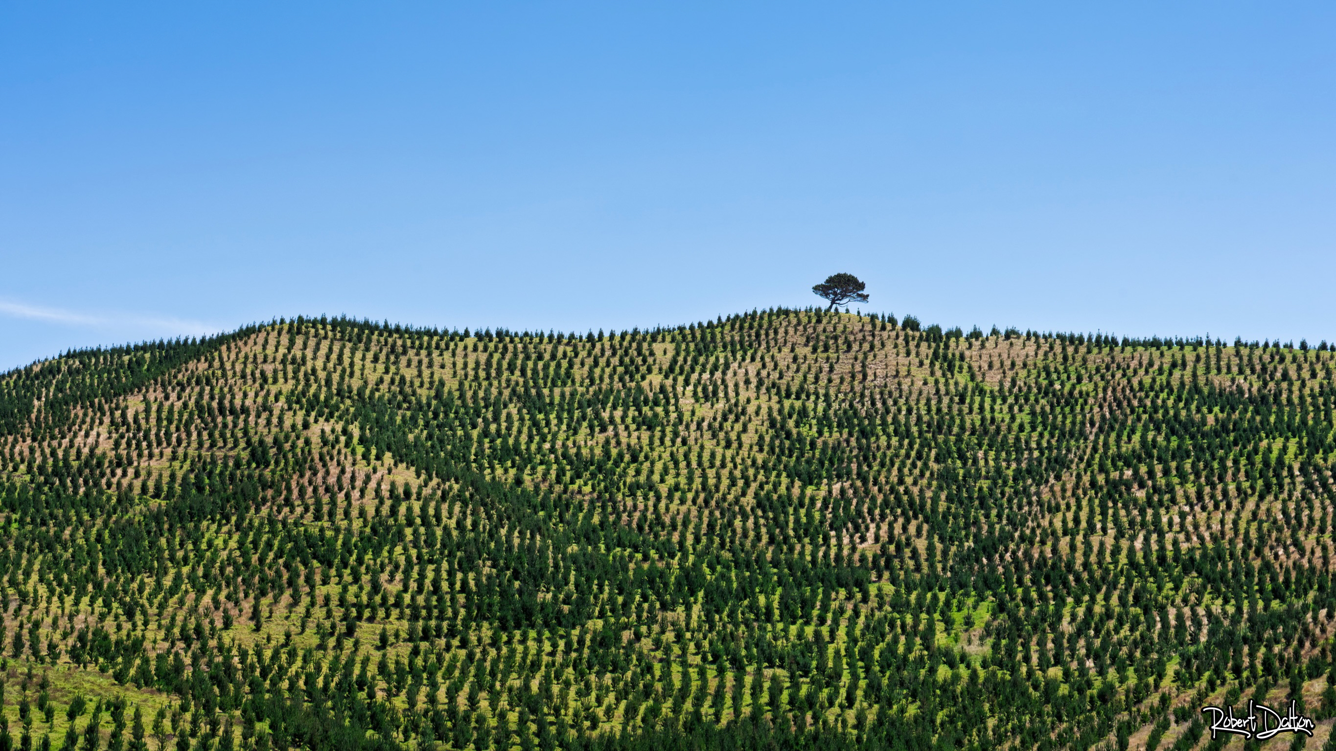 Kauri Wiederaufforstung