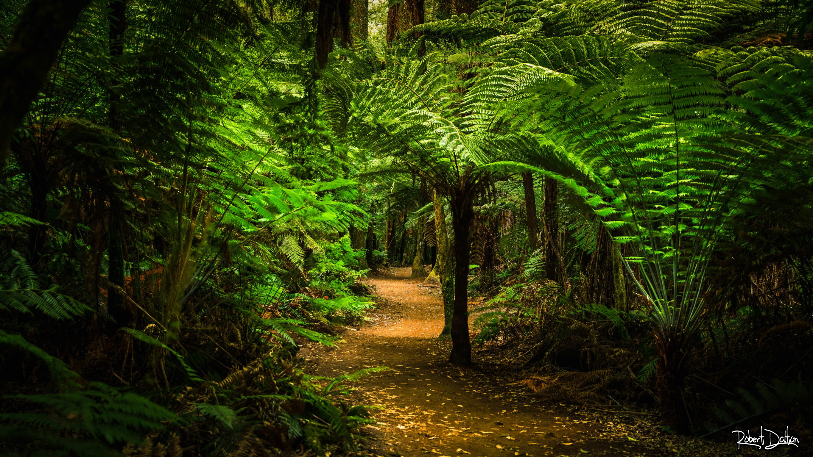 Der Rotorua-Wald