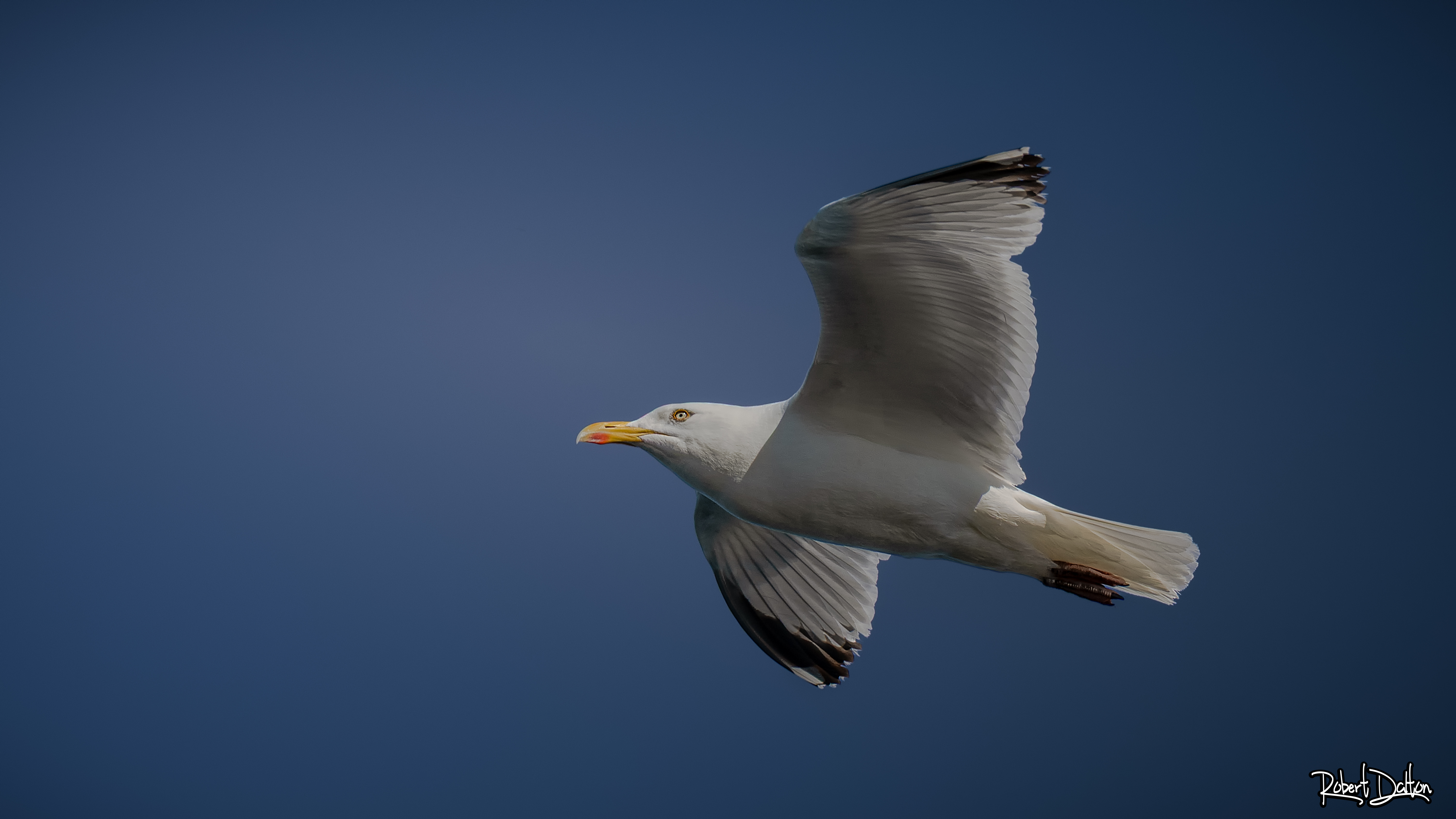Möwe