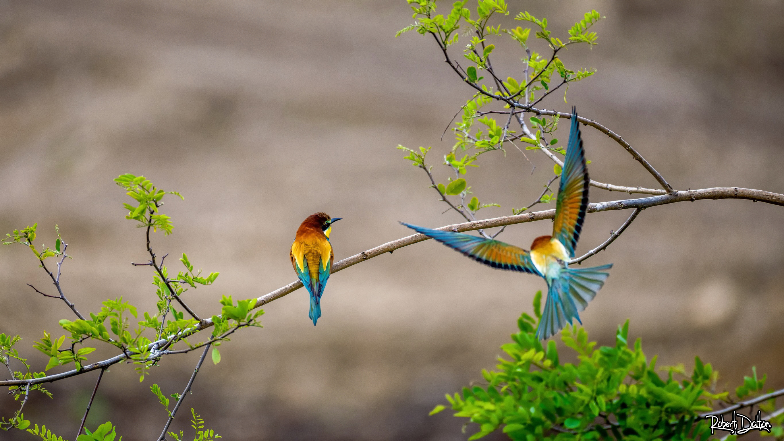 Fliegende Bienefresser