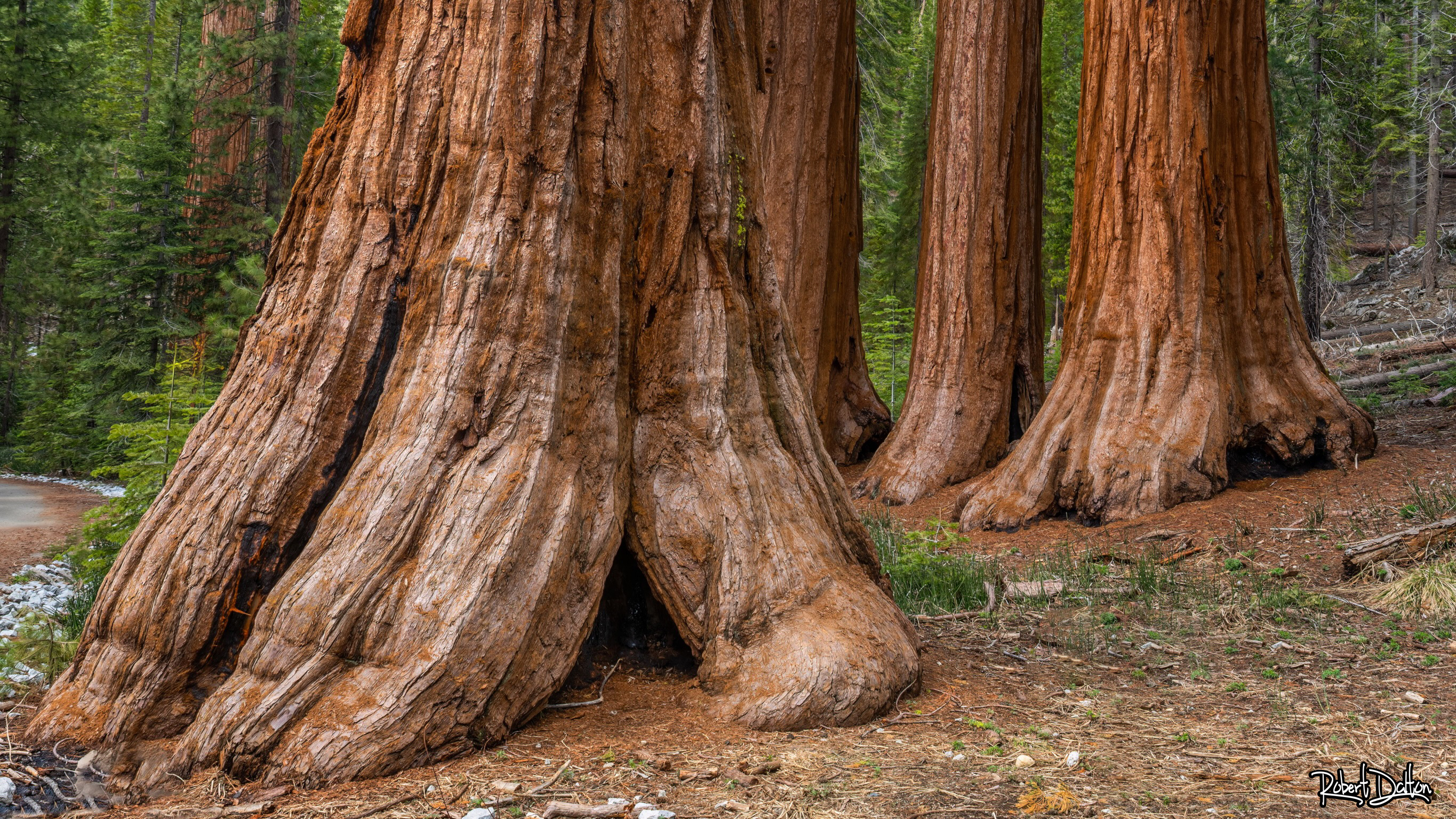 Bachelor and Three Graces (giant sequoias)