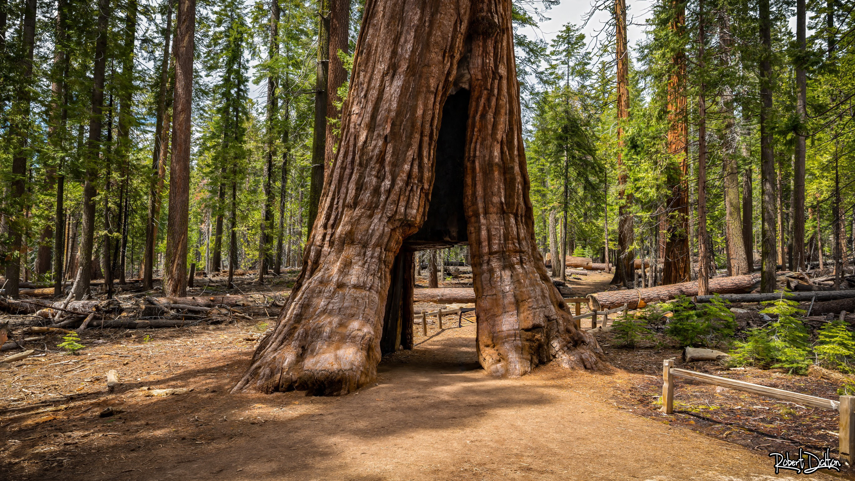 California Tunnel Tree