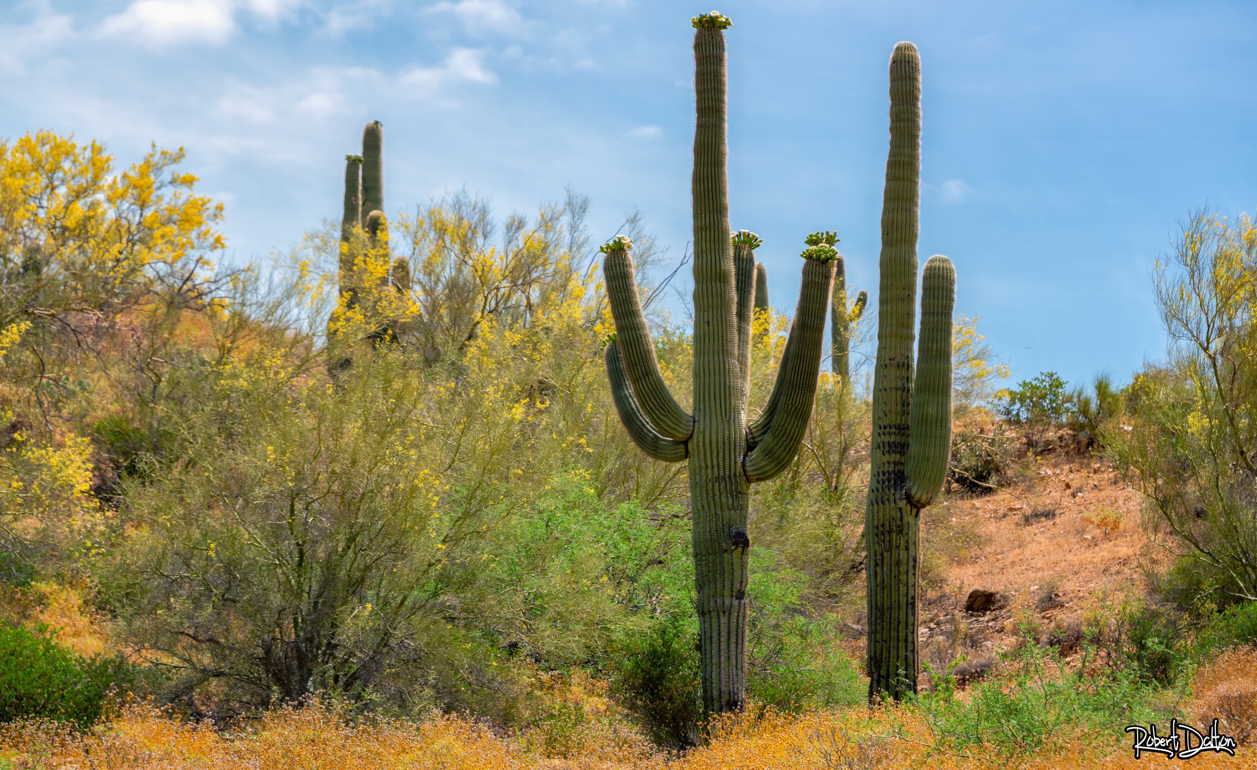 Arizona Saguaro Kaktus