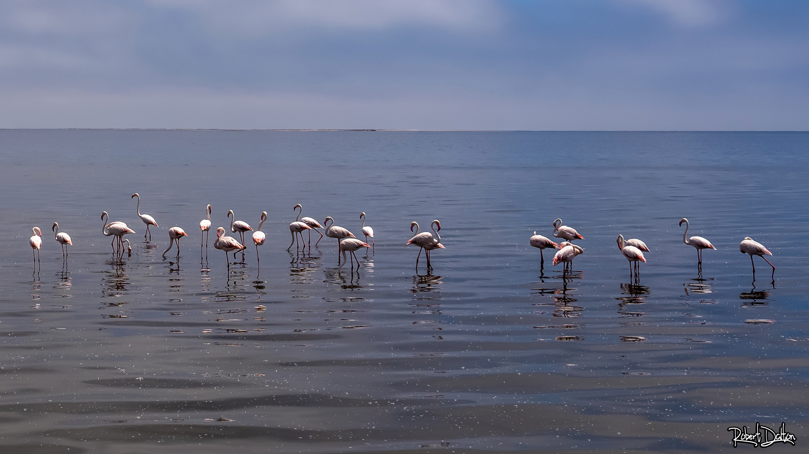 Flamingos