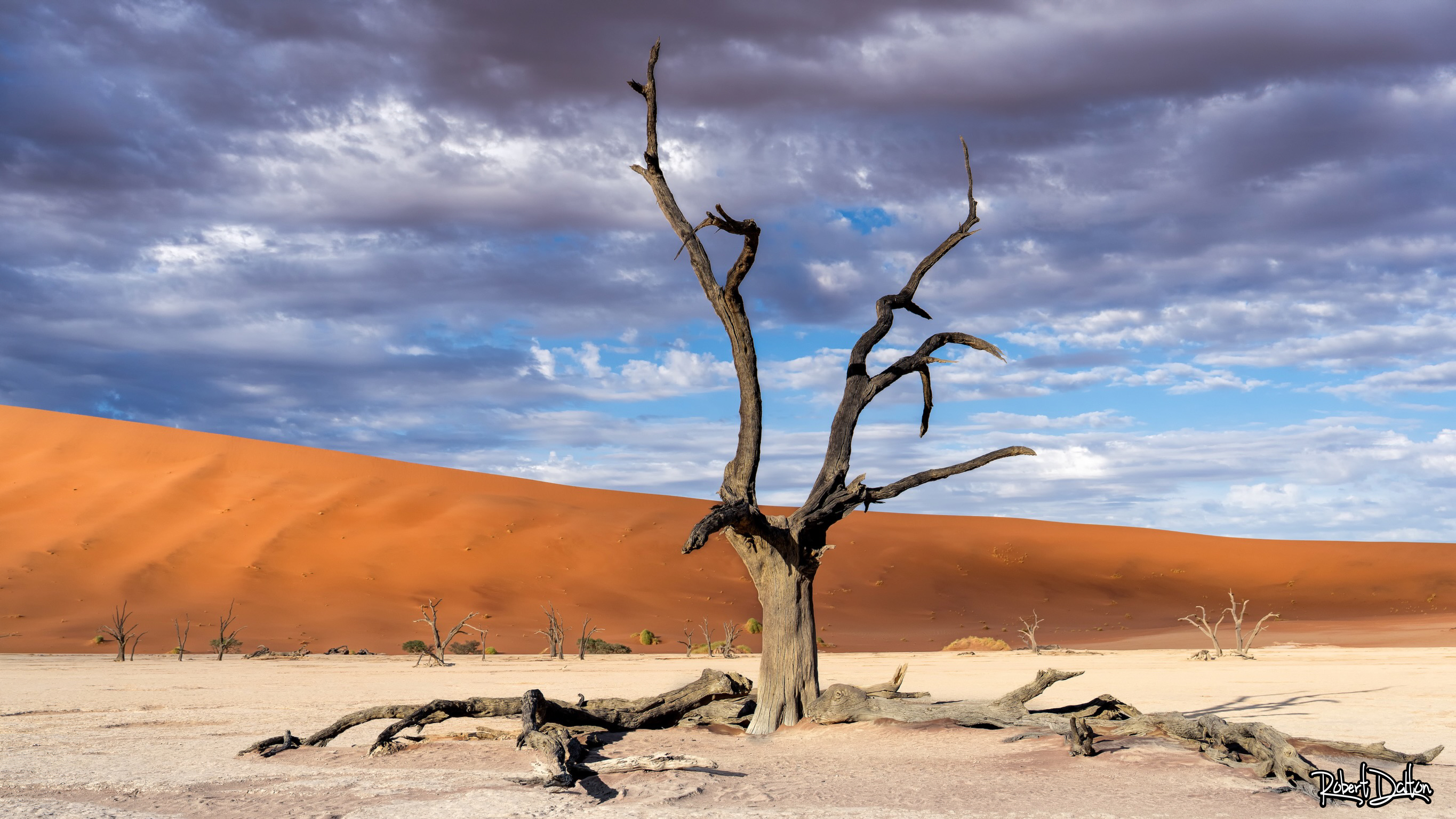 Baum der langen Schatten