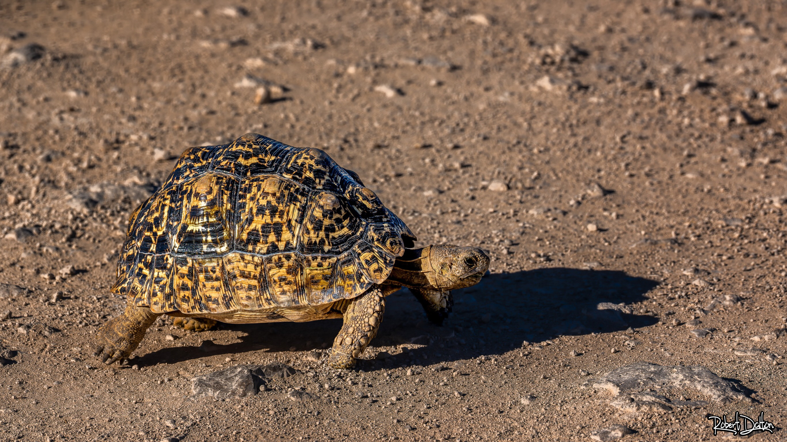 Leopard-Schildkröte