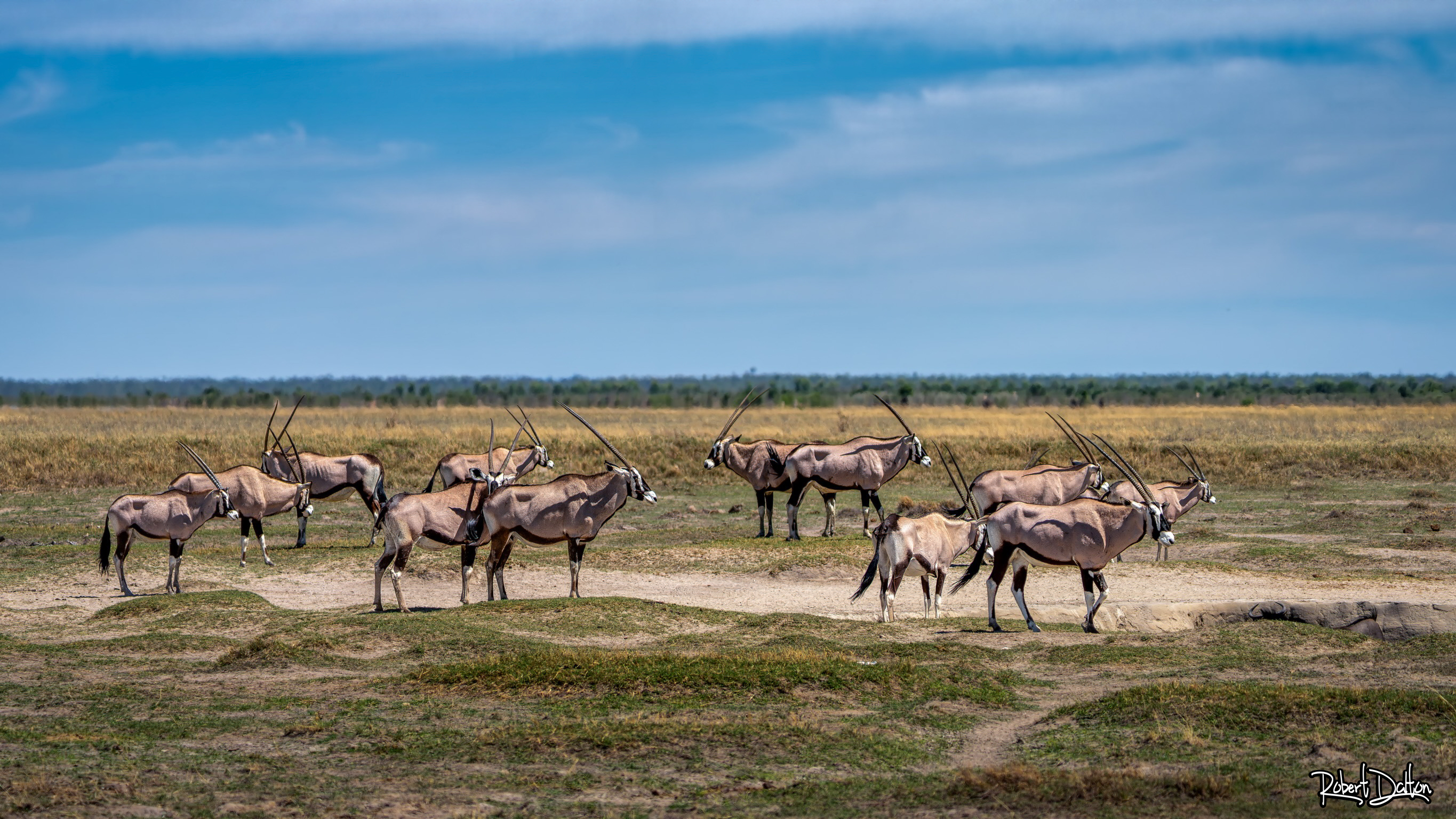 Oryxe in Etosha