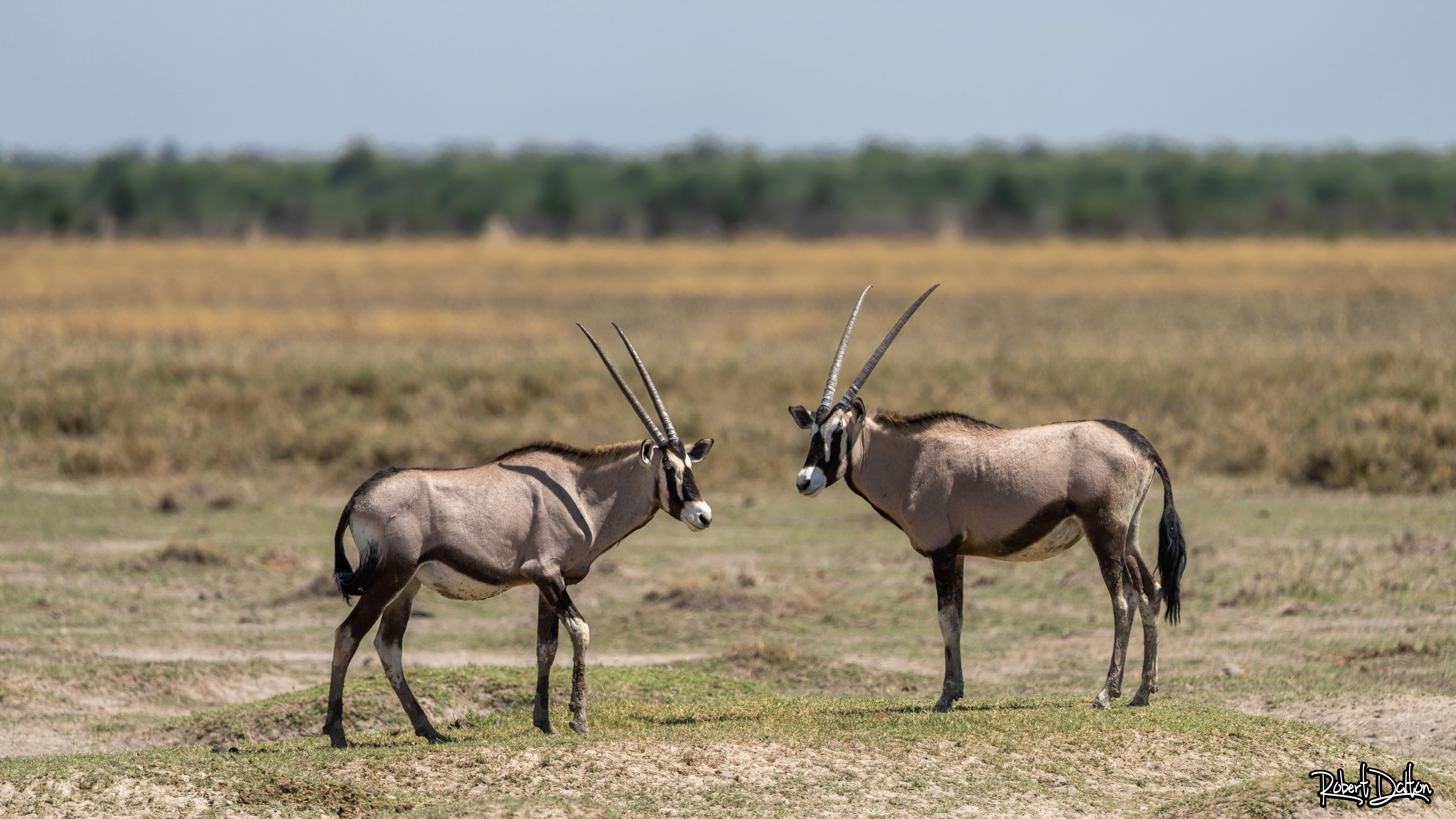 Oryx Duo