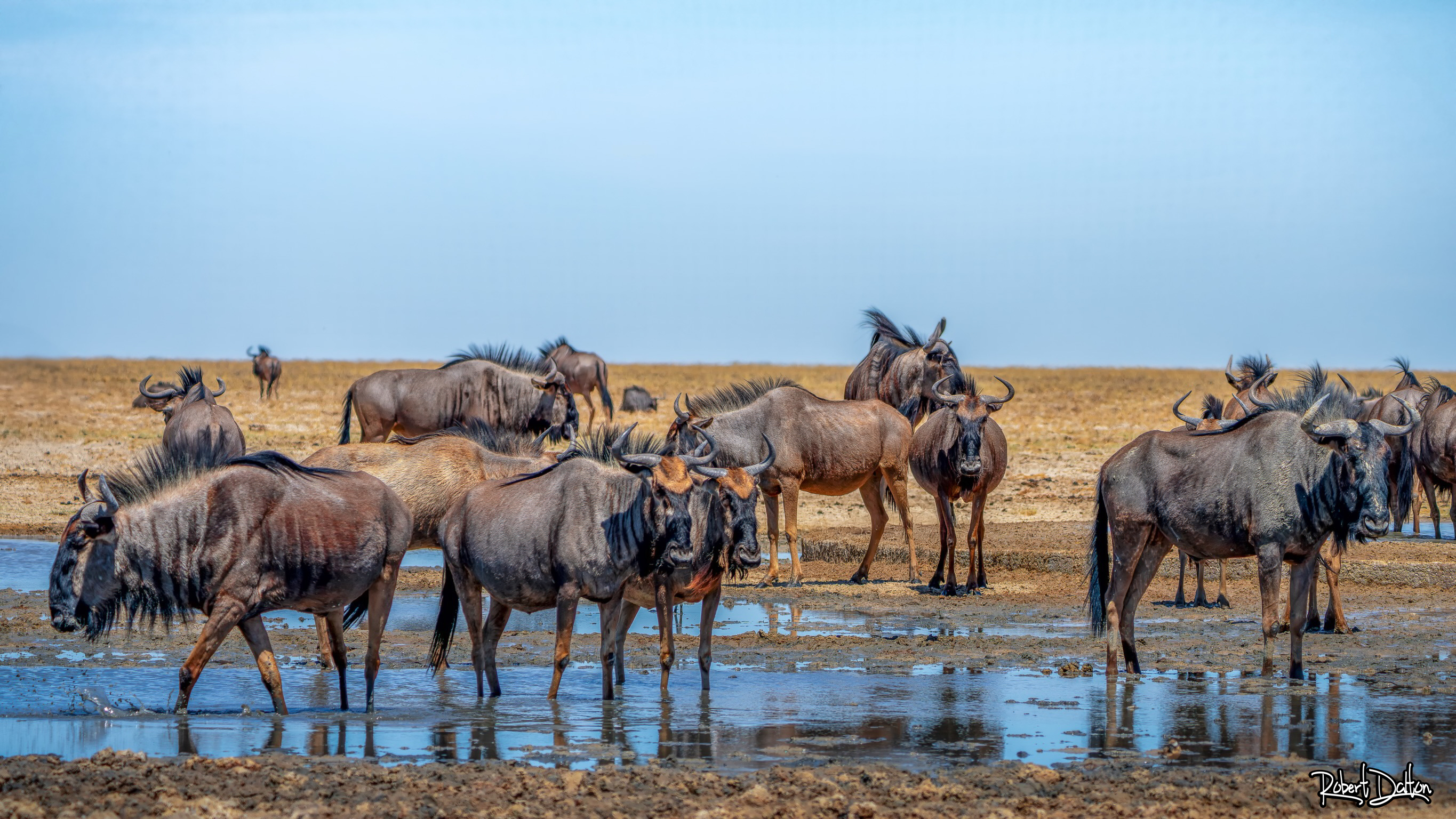 Gnu oder Wildebeest?