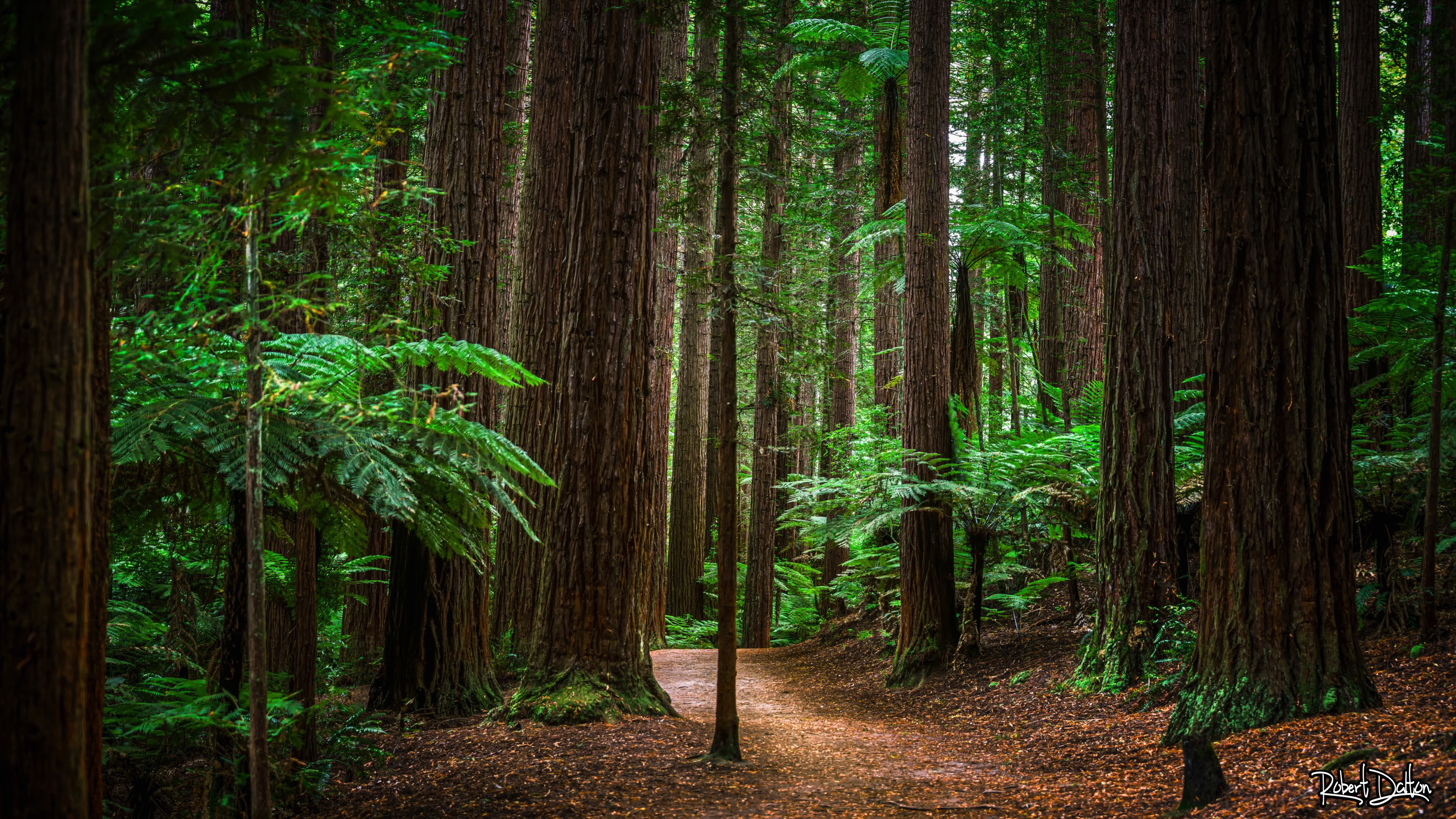 Redwoods unter Palmen
