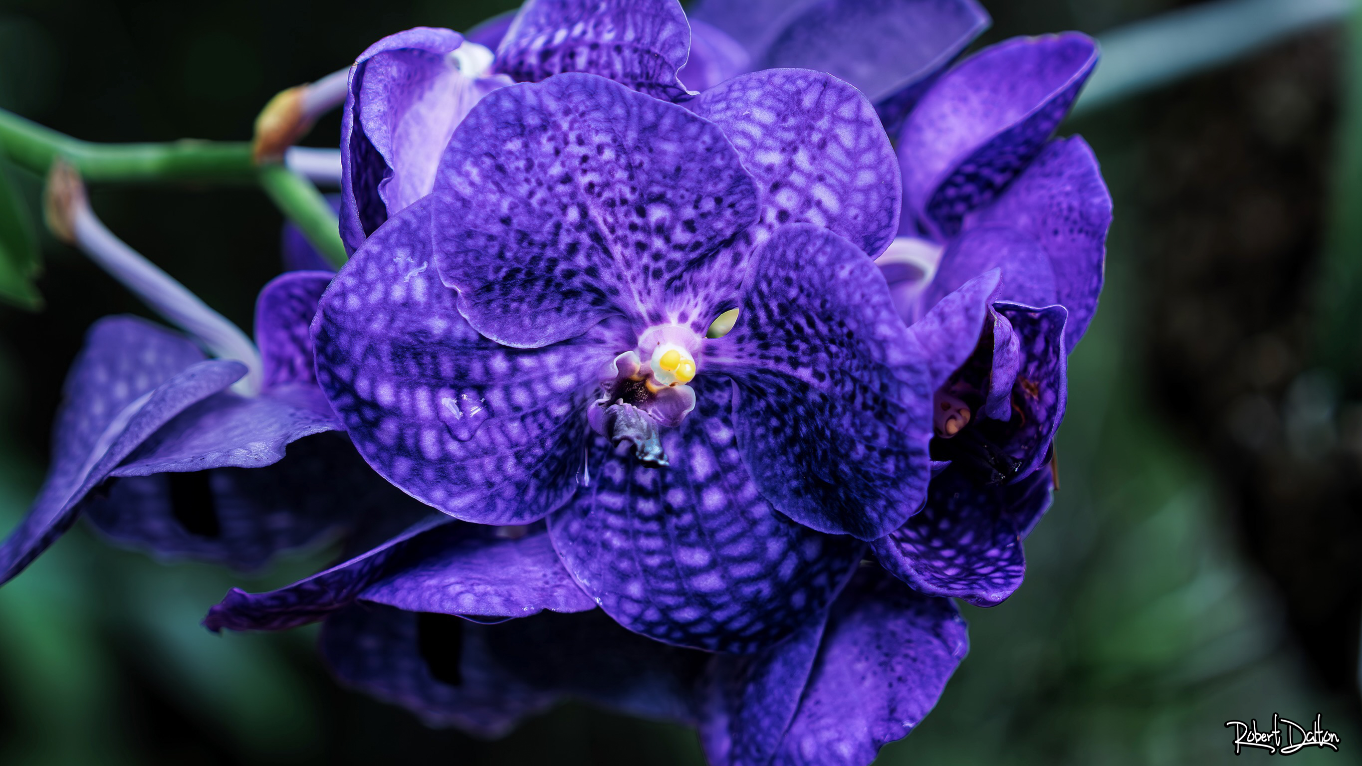 Tiefblaue Orchidee