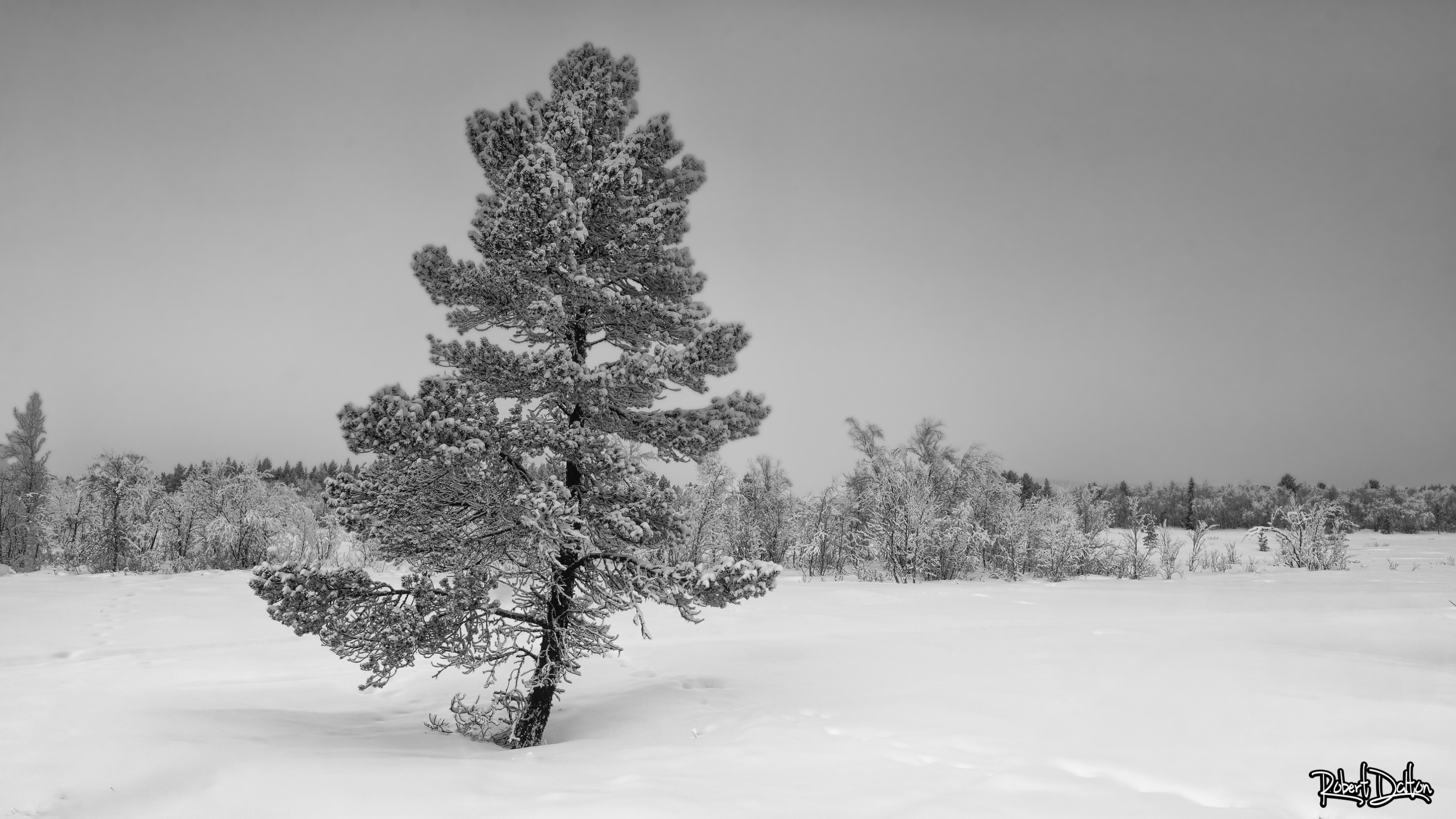SCHWARZ-WEISS