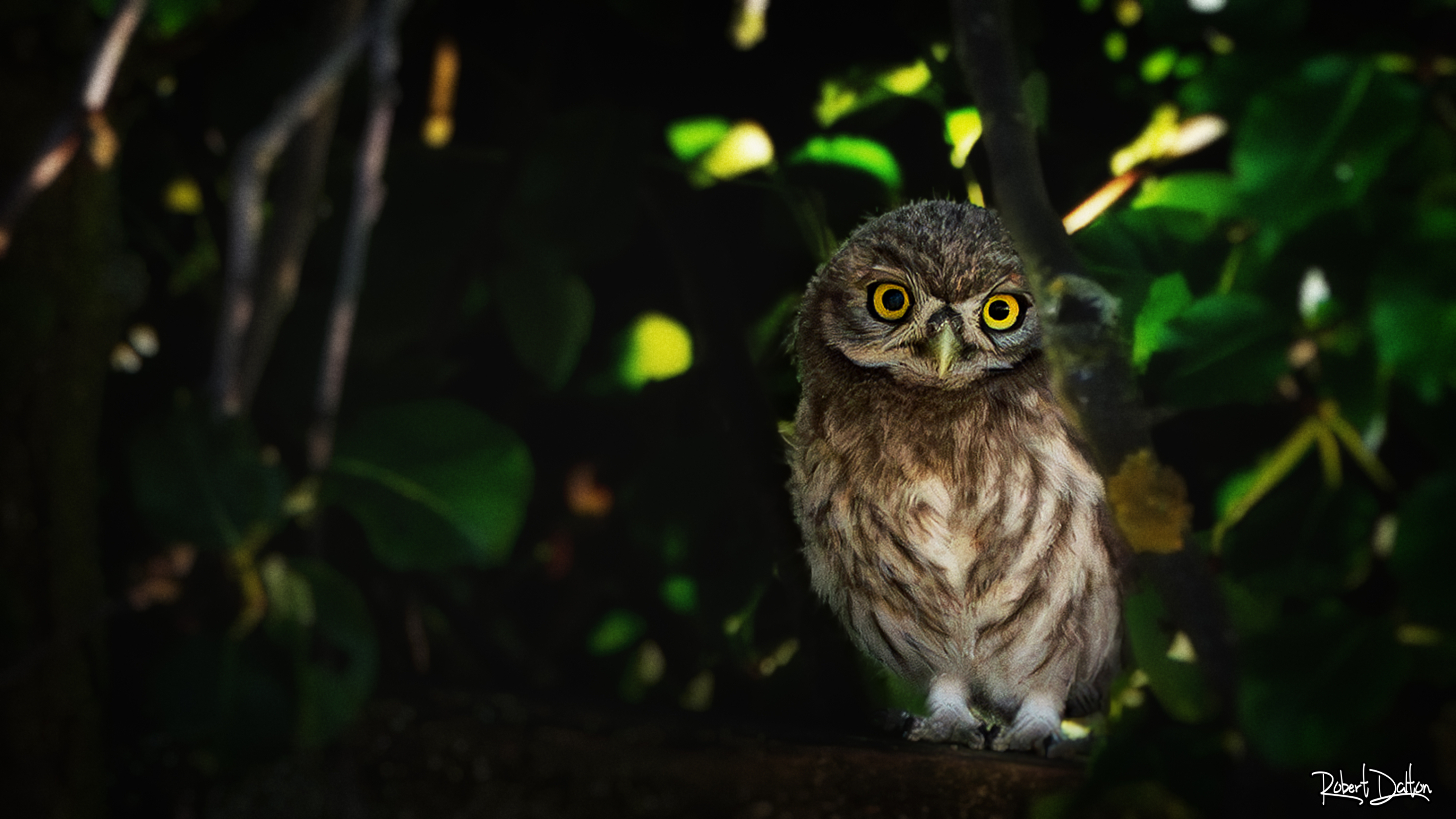 TIERWELT