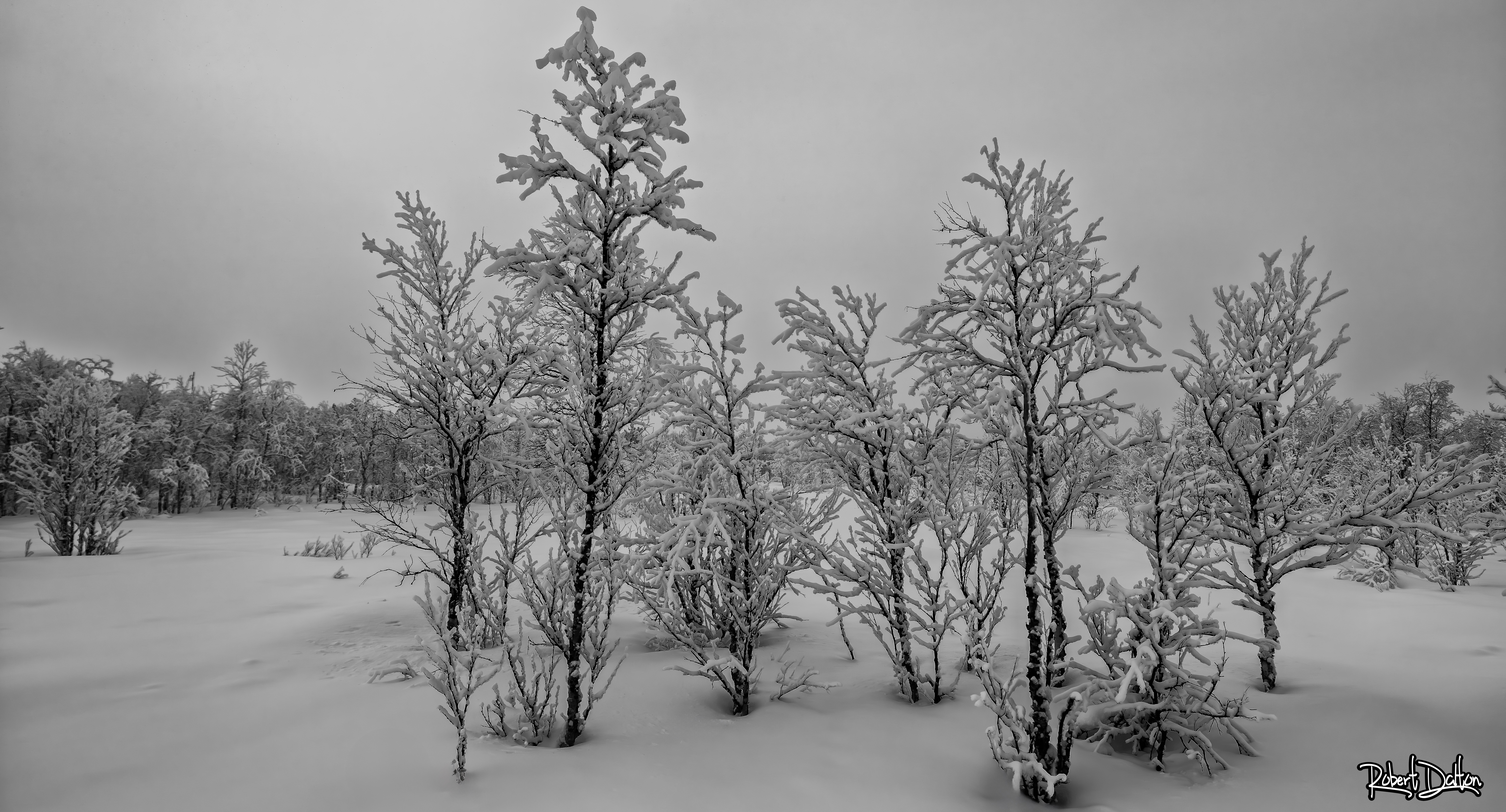 Kleine Birkenwälder